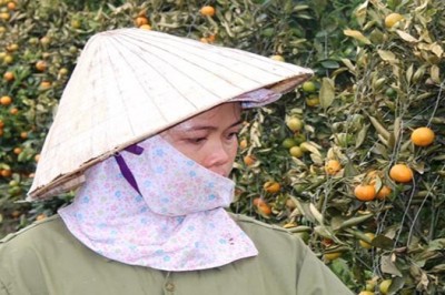 10 cảnh sát điều tra vụ nông dân trồng quất bị phá hoại