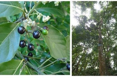 Nghiên cứu các hợp chất có hoạt tính sinh học của cây bời lời nhớt (Litsea glutinosa)