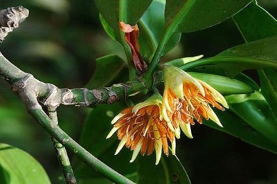 Kỳ lạ loài cây duy nhất ở Việt Nam có khả năng đặc biệt: Sinh và nuôi con