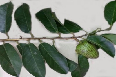 Nghiên cứu các hoạt chất có khả năng ức chế sự phát triển tế bào ung thư từ cây Na biển