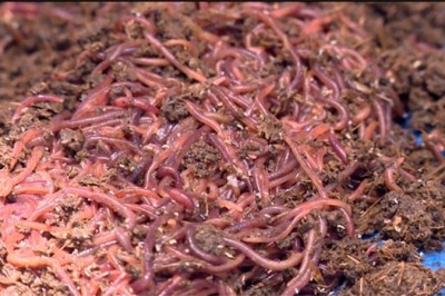 Nuôi giun quế, thu 3 tỷ đồng mỗi năm tại Phú Thọ