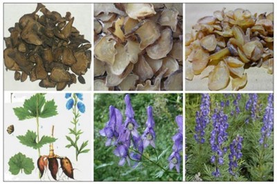 Cần chế biến vị thuốc Nam Phụ Tử theo phương pháp mới để đảm an toàn