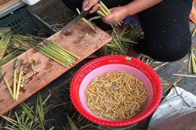 Đông trùng hạ thảo của Việt Nam