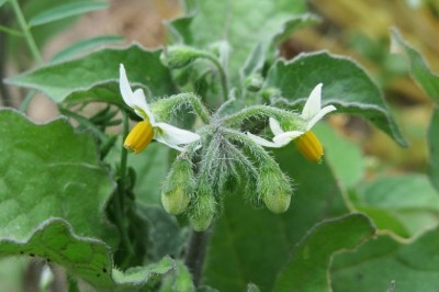 Cây dược liệu cây Lu lu đực - Solanum nigrum