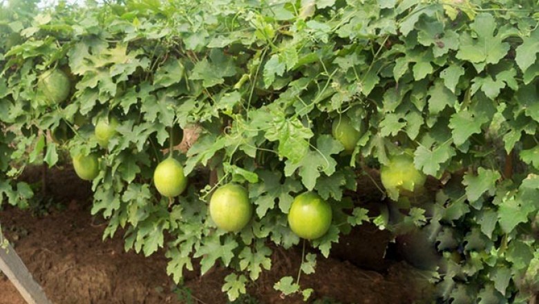 Cây Qua lâu hỗ trợ điều trị ung thư đại trực tràng