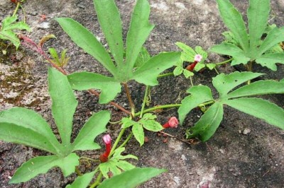 Cây dược liệu cây Qua lâu bao lớn - Trichosanthes bracteata