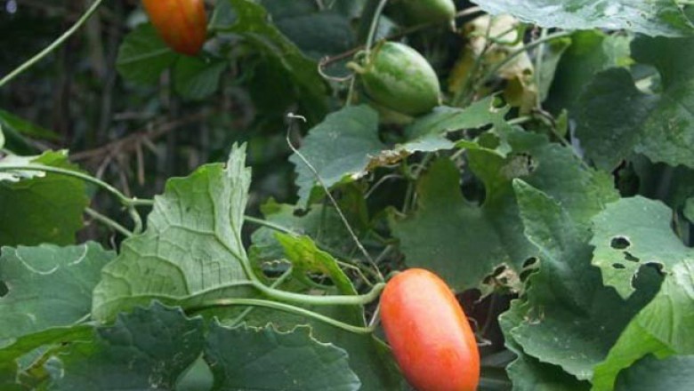 Cây dược liệu cây Qua lâu trứng - Trichosanthes ovigera Blume