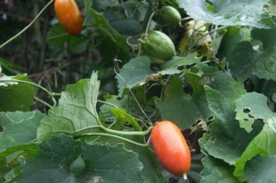 Cây dược liệu cây Qua lâu trứng - Trichosanthes ovigera Blume