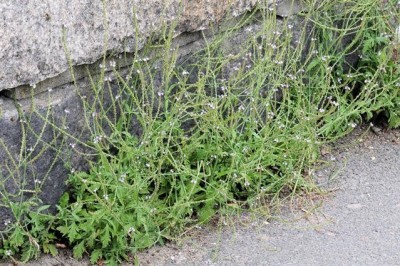 Cây dược liệu cây Cỏ roi ngựa - Verbena officinalis