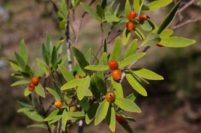 Cây dược liệu cây Niệt Dó - Wikstroemia Indica