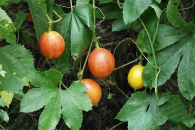 Cây dược liệu cây Qua lâu - Trichosanthes kirilowi