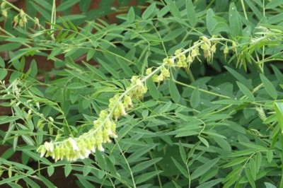 Cây dược liệu cây Khổ sâm cho rễ - Sophora flavescens Ait