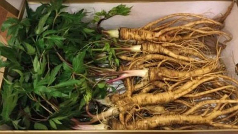 Cây dược liệu cây Đương quy - Angelica Sinensis