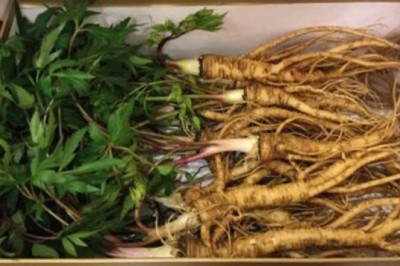 Cây dược liệu cây Đương quy -  Angelica Sinensis