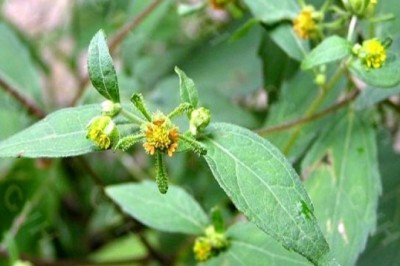 Cây dược liệu cây Hy thiêm - Siegesbeckia orientalis