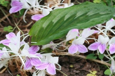 Cây dược liệu cây Tam thất gừng - Stahlianthus thorelii Gagnep