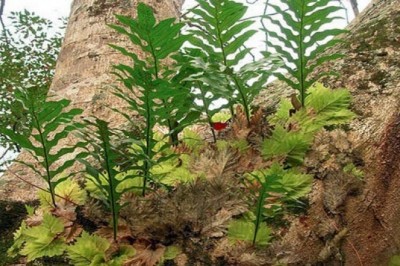 Cây dược liệu cây Tắc kè đá, Cốt toái bổ - Drynaria bonii Christ