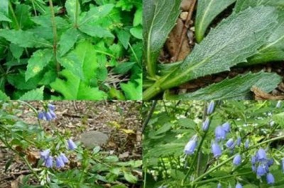 Cây dược liệu cây Nam sa sâm - Adenophora tetraphylla