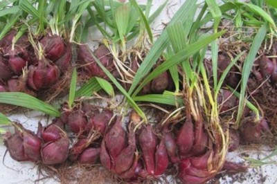 Cây dược liệu cây Sâm đại hành - Eleutherine bulbosa