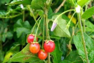 Cây dược liệu cây Cà gai leo - Solanum procumbens