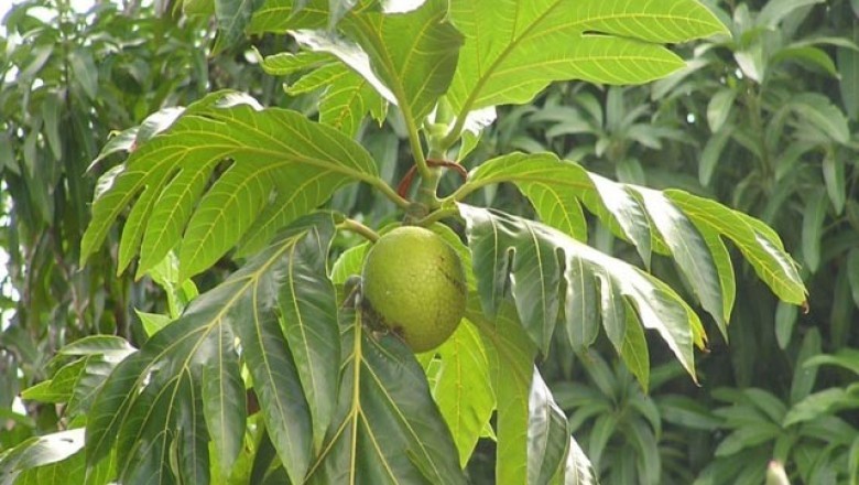Cây dược liệu cây Xa kê - Artocarpus altilis