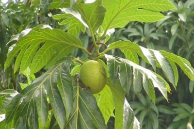 Cây dược liệu cây Xa kê - Artocarpus altilis