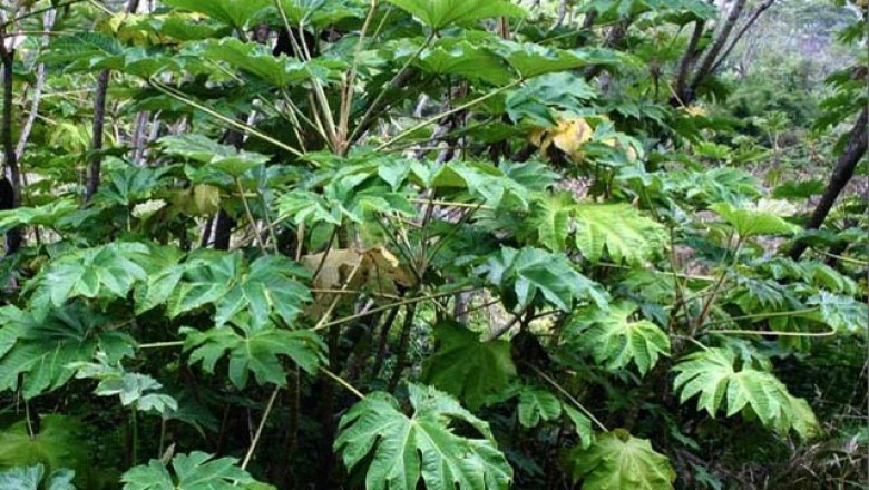 Cây dược liệu cây Thông thảo - Tetrapanax papyrifer