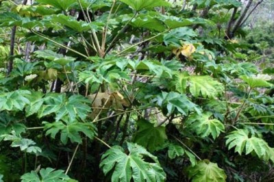Cây dược liệu cây Thông thảo - Tetrapanax papyrifer