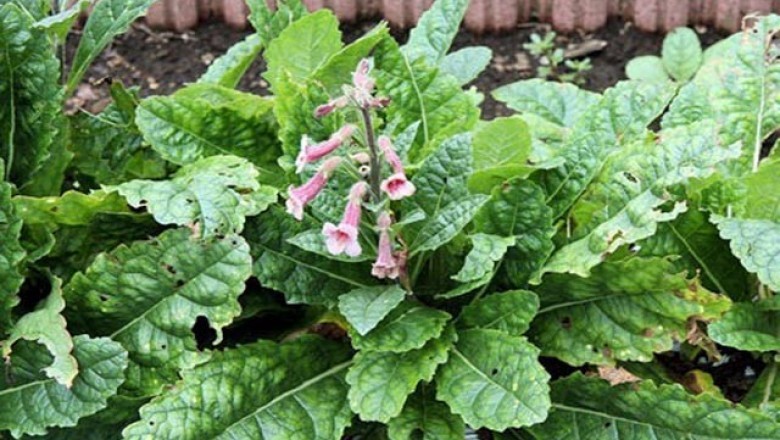 Cây dược liệu cây Địa hoàng - Rehmannia glutinosa Libosch