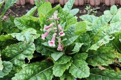 Cây dược liệu cây Địa hoàng -  Rehmannia glutinosa Libosch