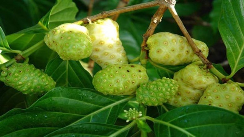 Cây dược liệu cây Nhàu - Morinda citrifolia L