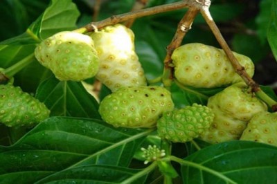 Cây dược liệu cây Nhàu -  Morinda citrifolia L