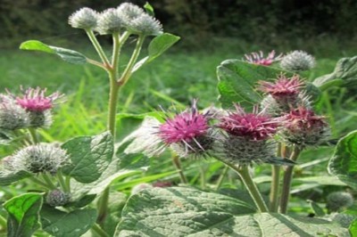 Cây dược liệu cây Ngưu bàng - Arctium lappa