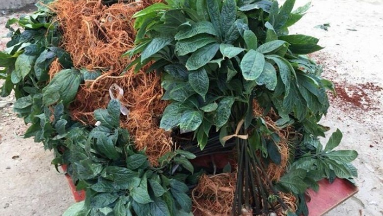 Cây dược liệu cây Tam thất - Panax pseudoginseng Wall