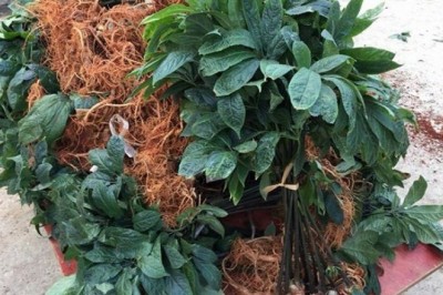 Cây dược liệu cây Tam thất - Panax pseudoginseng Wall