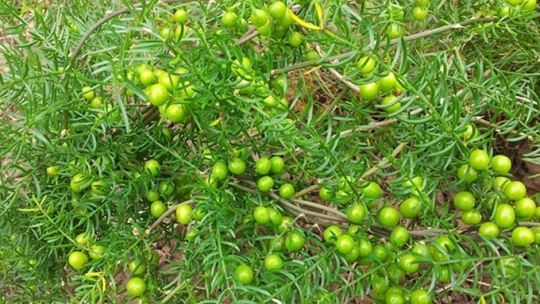 Cây dược liệu cây Thiên Môn - Asparagus Cochinchinensis