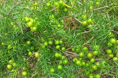 Cây dược liệu cây Thiên Môn - Asparagus Cochinchinensis