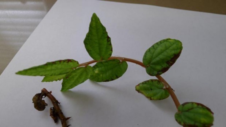 Cây dược liệu cây Sam đá - Pellionia repens