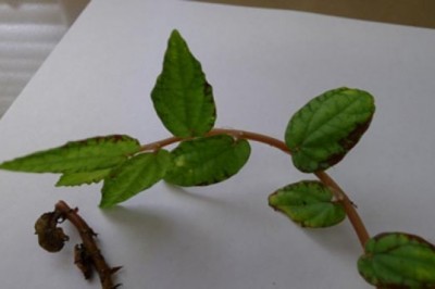 Cây dược liệu cây Sam đá - Pellionia repens