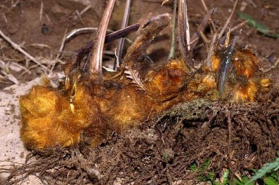 Cây dược liệu cây Cẩu tích - Cibotium barometz