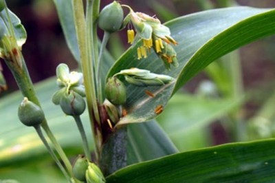 Cây dược liệu cây Ý dĩ - Coix lachrymajobi L