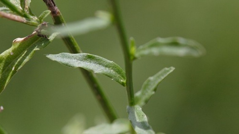 Cây dược liệu Cây Sâm Ruộng - Wahlenbergia Marginata