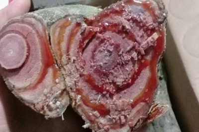 Cây dược liệu cây Huyết rồng -  Spatholobus harmandii Gagnep