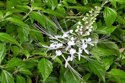 Cây dược liệu cây Râu mèo - Orthosiphon stamineus