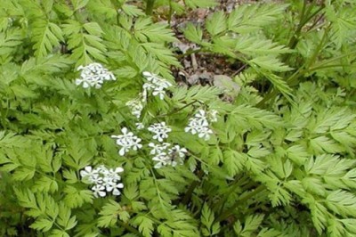 Cây dược liệu cây Xuyên Khung - Ligusticum wallichii Franch