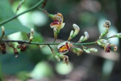 Cây dược liệu cây Riềng rừng - Alpinia conchigera