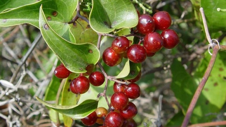 Cây dược liệu Cây Thổ Phục Linh - Smilax Glabra