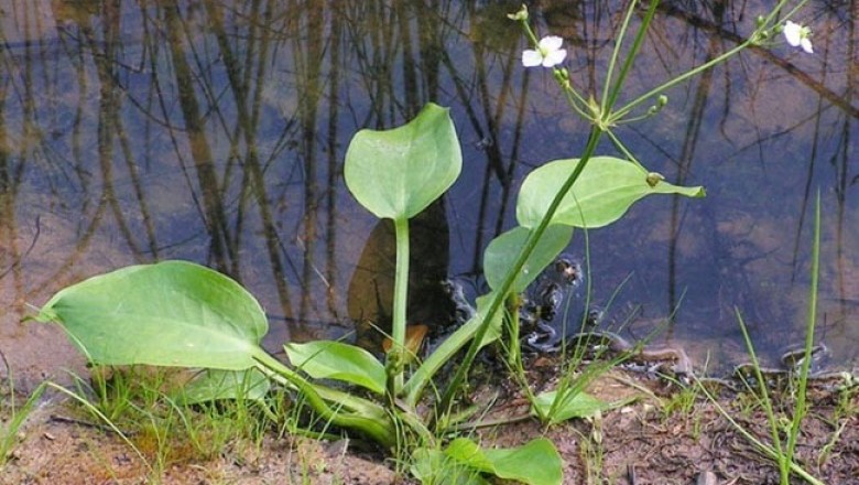 Cây dược liệu cây Trạch Tả - Alisma Plantago - Aquatica