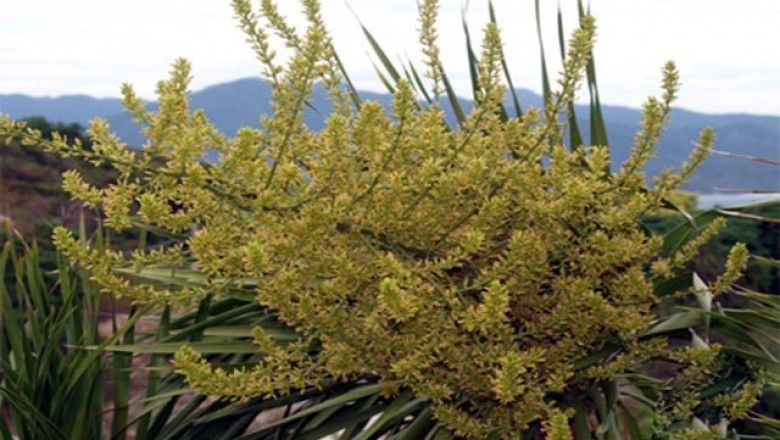 Cây dược liệu cây Huyết giác - Dracaena cambodiana