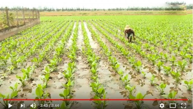 Trồng cây dược liệu tại Ninh Bình